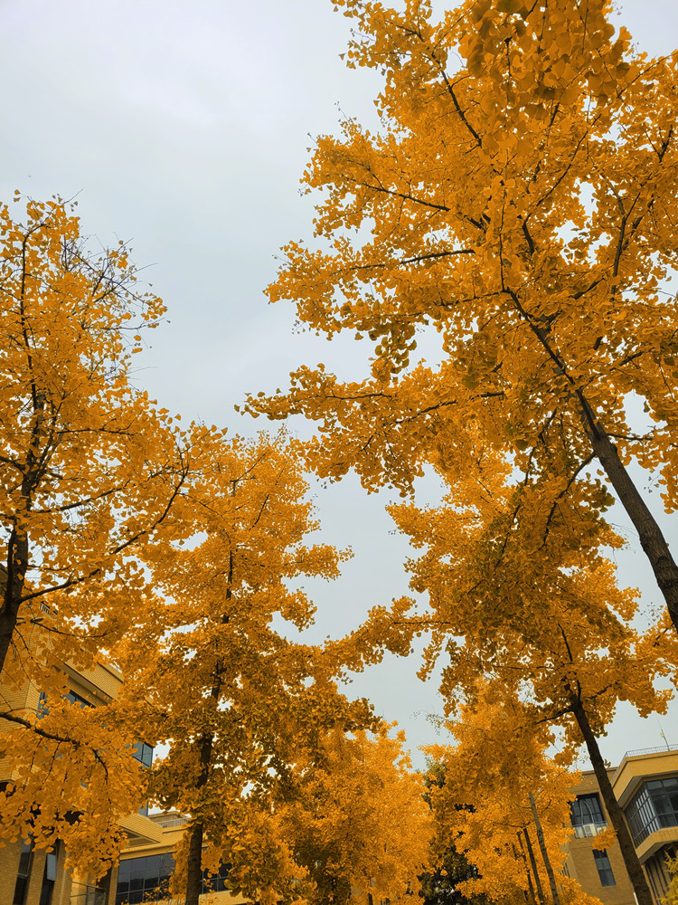 L(chng)ſƼa(chn)I(y)@