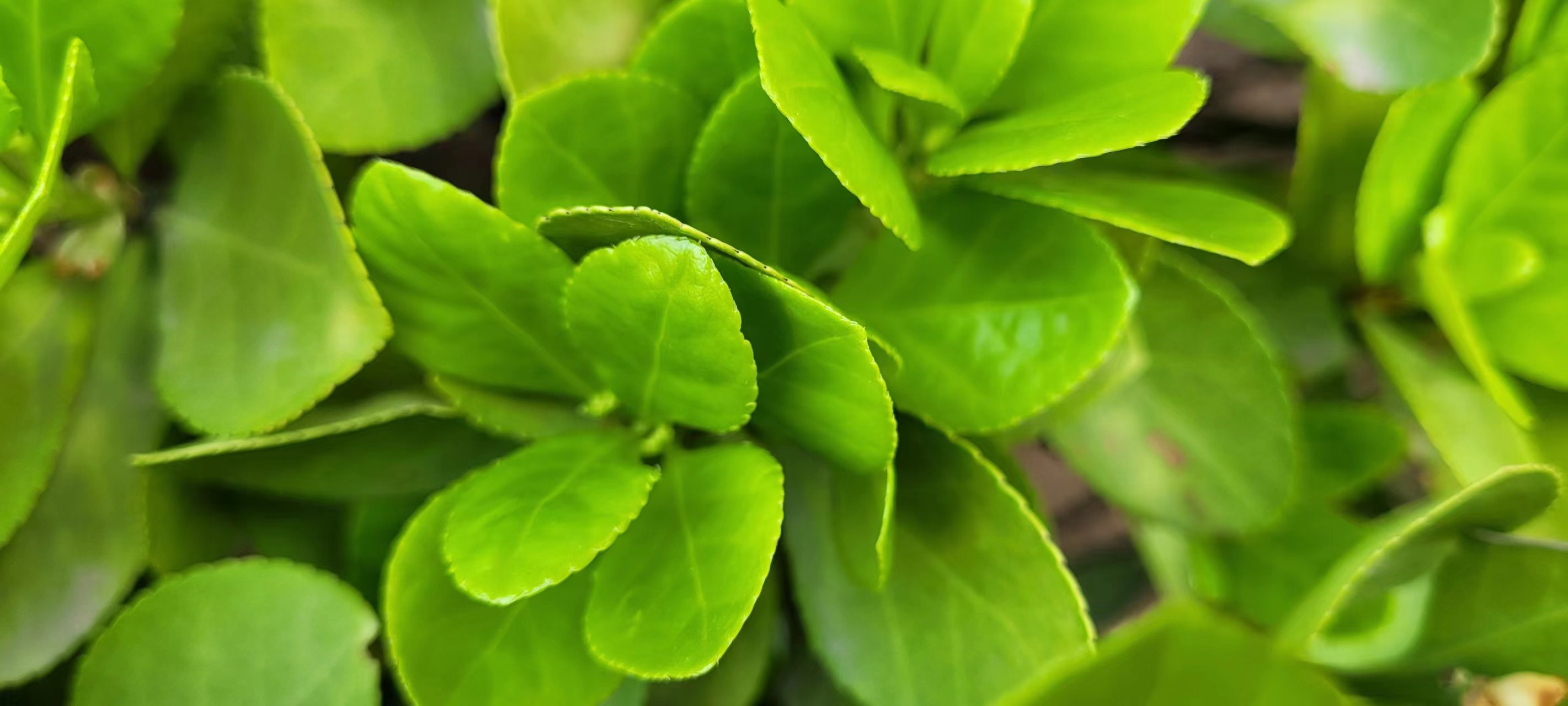 L(chng)ſƼa(chn)I(y)@